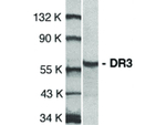DR3 Polyclonal Antibody