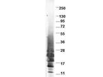 IL13 Polyclonal Antibody
