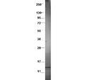 CCL3L1 Polyclonal Antibody