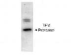 TEV Protease Polyclonal Antibody