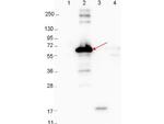 DbpA Polyclonal Antibody