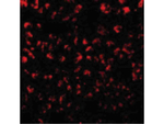 Eotaxin Antibody in Immunocytochemistry (ICC/IF)
