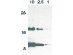 Eotaxin Antibody in Western Blot (WB)