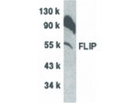 Flip Antibody in Western Blot (WB)
