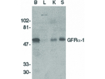GFR alpha 1 Antibody in Western Blot (WB)