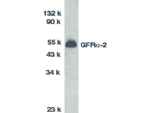 GFR alpha 2 Antibody in Western Blot (WB)