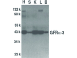 GFR alpha 3 Antibody in Western Blot (WB)