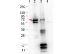 ErpN/OspE Polyclonal Antibody