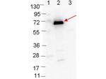 OspC Antibody in Western Blot (WB)