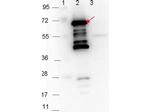 p35 Polyclonal Antibody