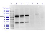 OspA Polyclonal Antibody