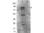 Flagellin Polyclonal Antibody