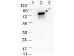 OspB Polyclonal Antibody