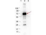 CRASP-1 Polyclonal Antibody