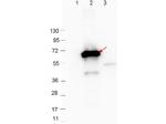 CRASP-2 Polyclonal Antibody