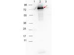 Surface Lipoprotein p27 Polyclonal Antibody