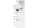 VlsE Polyclonal Antibody