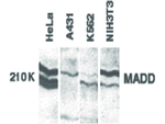 MADD Antibody in Western Blot (WB)