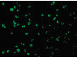 Mcl-1 Antibody in Immunocytochemistry (ICC/IF)