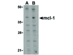 Mcl-1 Antibody in Western Blot (WB)