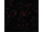 Mcl-1 Antibody in Immunocytochemistry (ICC/IF)