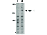 Mcl-1 Antibody in Western Blot (WB)