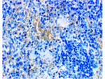 MD-2 Antibody in Immunohistochemistry (Paraffin) (IHC (P))