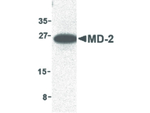 MD-2 Antibody in Western Blot (WB)