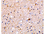 NADE Polyclonal Antibody
