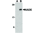 NADE Antibody in Western Blot (WB)