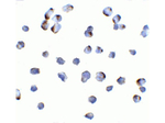 NIK Antibody in Immunocytochemistry (ICC/IF)