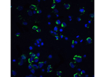NIK Polyclonal Antibody