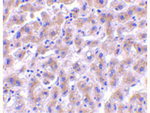 OMI Antibody in Immunohistochemistry (Paraffin) (IHC (P))