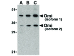 OMI Antibody in Western Blot (WB)