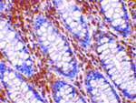 OMI Antibody in Immunohistochemistry (Paraffin) (IHC (P))