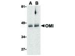 OMI Antibody in Western Blot (WB)