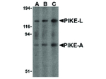 PIKE Antibody in Western Blot (WB)