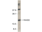 RAIDD Antibody in Western Blot (WB)