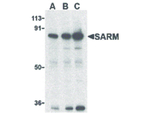 SARM Antibody in Western Blot (WB)