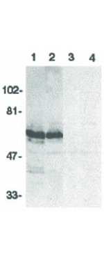 BAG4 Antibody in Western Blot (WB)