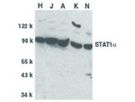 STAT1 alpha Antibody in Western Blot (WB)