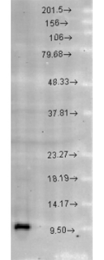 CPN10 Antibody in Western Blot (WB)