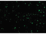 TIRP Antibody in Immunocytochemistry (ICC/IF)