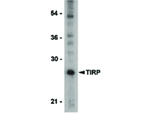 TIRP Antibody in Western Blot (WB)