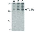 TL1A Polyclonal Antibody