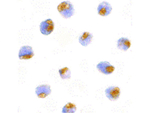 TLR1 Antibody in Immunocytochemistry (ICC/IF)