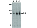 TLR11 Antibody in Western Blot (WB)