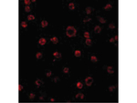 TLR3 Antibody in Immunocytochemistry (ICC/IF)