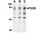 TLR3 Antibody in Western Blot (WB)