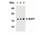 BAFF Antibody in Western Blot (WB)